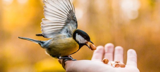 The Life Lesson a Little Lost Bird Taught Me