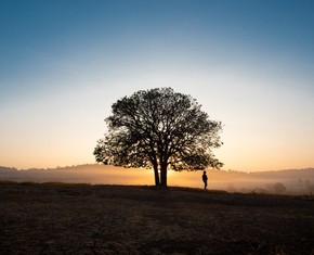 What a Dead Tree Taught Me About Life