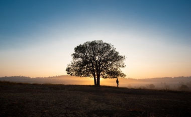 What a Dead Tree Taught Me About Life