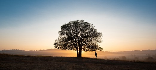 What a Dead Tree Taught Me About Life