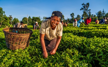 The Special Attention the Baha’i Faith Pays to Farmers