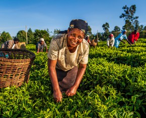 La gran importancia que la Fe bahá’í concede a los agricultores