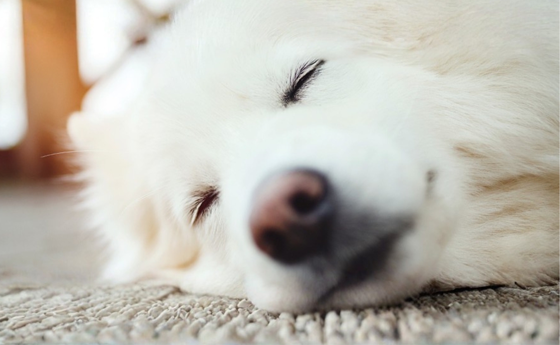 Animal Dreams, and What They Mean