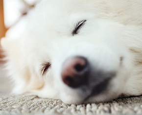 Animal Dreams, and What They Mean