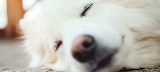 Animal Dreams, and What They Mean