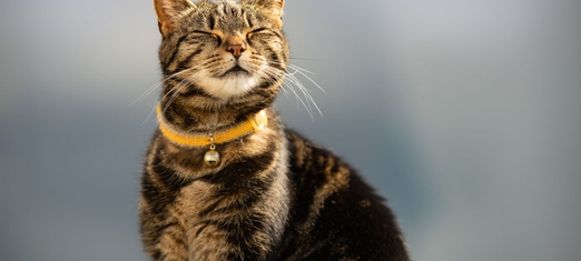 Learning Contentment from my Cats