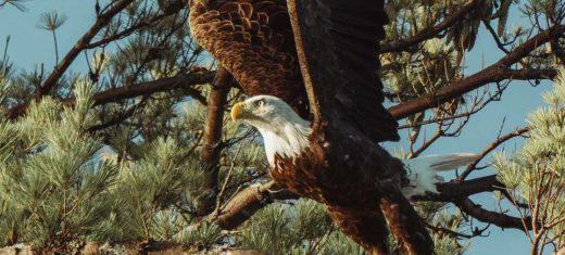 El significado y simbolismo espiritual de las águilas