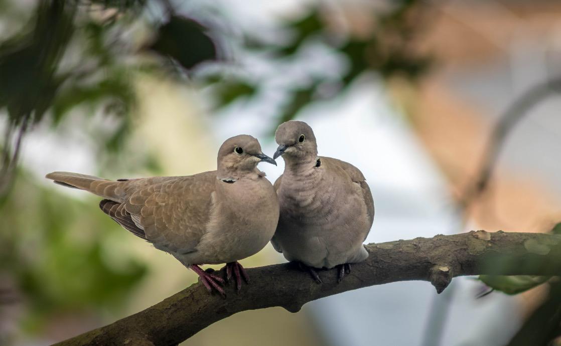 The Sweet Symbolism and Spiritual Meaning of Doves