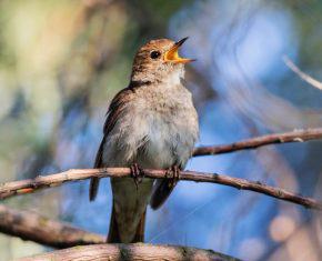 The Symbolism and Spiritual Meaning of Nightingales