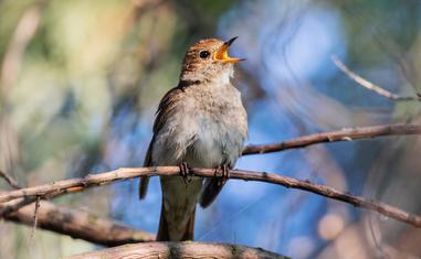 The Symbolism and Spiritual Meaning of Nightingales