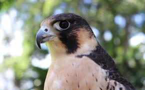 The Spiritual Meaning and Symbolism of Falcons