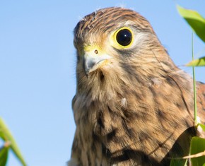 El significado espiritual y el simbolismo de los halcones