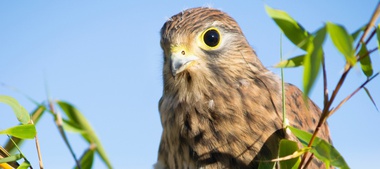 El significado espiritual y el simbolismo de los halcones