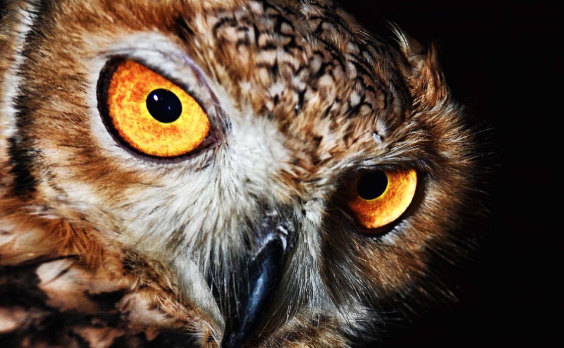 The Symbolic Meaning of Owls in Prophecies and Omens