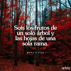 Sois los frutos de un solo árbol y las hojas de una sola rama. Trataos unos a otros con extremo amor y armonía, con amistad y compañerismo. ¡Aquel que es el Sol de la Verdad es Mi testigo! Tan potente es la luz de la unidad que puede iluminar toda la tierra. – #Bahaullah  #Bahai #Unidad #Amistad #Hermandad
(Pasajes de los Escritos de Bahá’u’lláh)