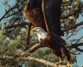 The Spiritual Meaning and Symbolism of Eagles