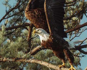 The Spiritual Meaning and Symbolism of Eagles