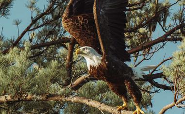 The Spiritual Meaning and Symbolism of Eagles